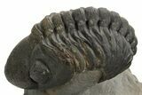 Detailed Reedops Trilobite - Atchana, Morocco #325879-1